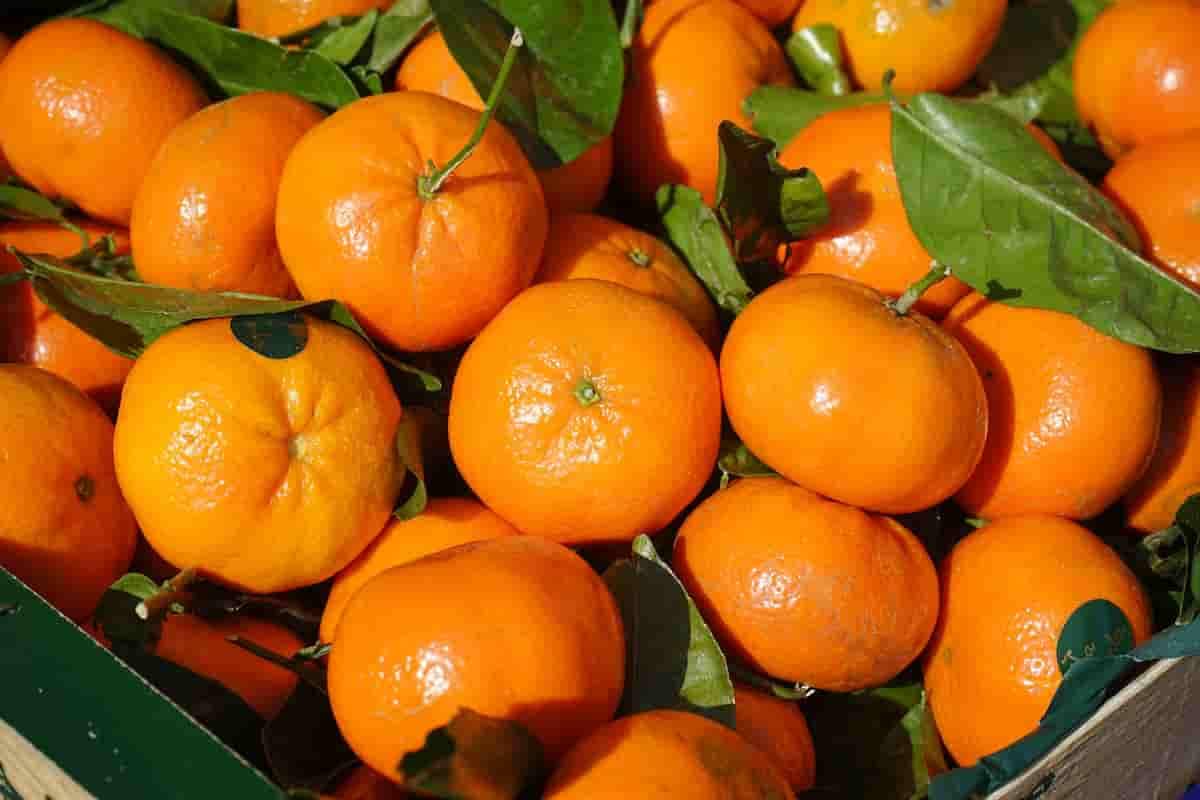 تصویر 4 از قیمت خرید نارنگی شمالی + فروش ویژه